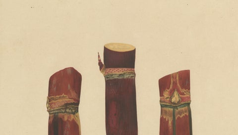 Antique Sugarcane Chromolithograph, Teboe Branche blanche, Java 1892, close-up 4