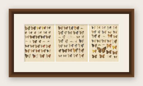Victorian Butterfly Plates, The Rhopalocera of Java by Piepers & Snellen, 1908, shown framed