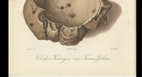 Antique Lithographs of Termite Queen Cells, Termes Gibus, Sumatra c.1887, close-up 4