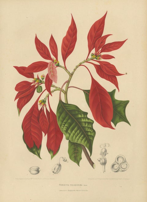Original Antique Poinsettia Botanical Chromolithograph by Hoola van Nooten, 1880, close-up 1