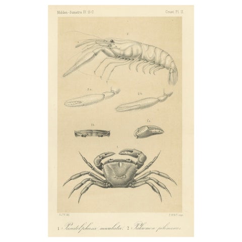 Antique Scientific Print of Sumatran Crab and Prawn, Midden-Sumatra c.1887