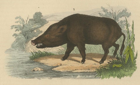 Terrestrial Mammals: Wild Boar, Indian Rhinoceros, and Malayan Tapir, 1845, close-up 2