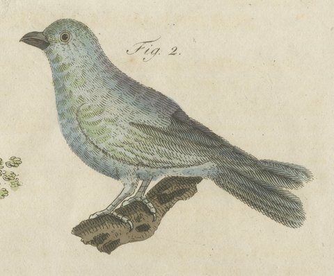 Tanagers and Java Sparrow Songbirds, Antique Bertuch Print, circa 1805, close-up 2