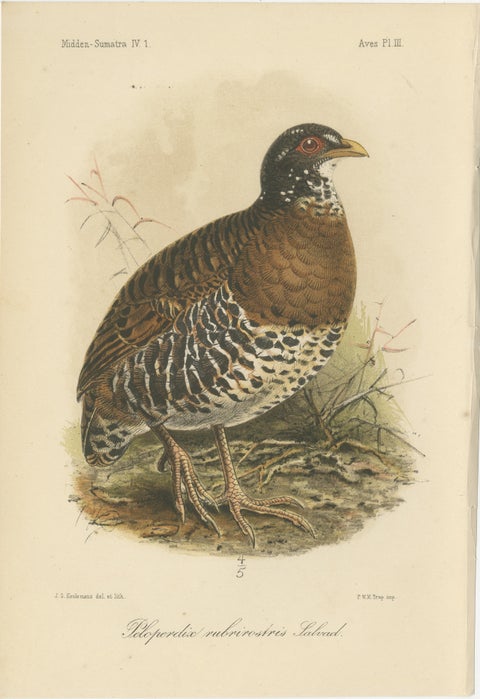 Antique Lithograph of Red-billed Hill Partridge by Keulemans, Sumatra c.1887, view 2