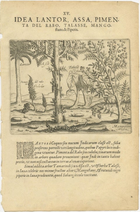 De Bry Botanical Engravings, Pineapple, Mango & Pepper Plants, c.1598, view 3