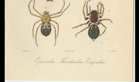 Antique Print of Sumatran Spiders, Orb Weavers & Jumping Spiders, c.1887, close-up 5