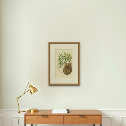 Rare, Artfully Crafted Lithograph of Ferns of Java 'Polypodium', 1829, shown framed on a wall, true to size