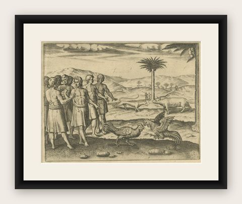 The Cockfight of Java: A 1601 de Bry Engraving of Cultural Pastimes, shown framed