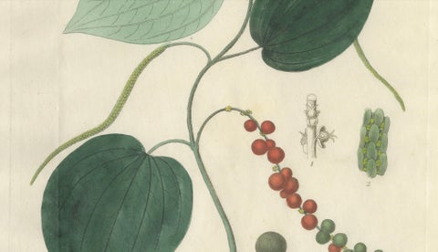 Antique Black Pepper Botanical Print, Piper Nigrum, Hand Colored, c.1831, close-up 1