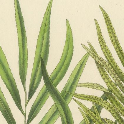 Rare, Artfully Crafted Lithograph of Ferns of Java 'Polypodium', 1829, close-up 1