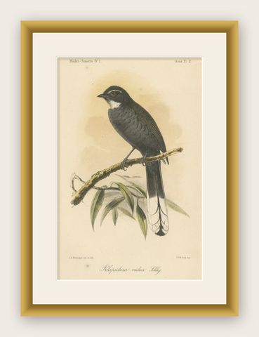 Antique Lithograph of White-throated Fantail by Keulemans, Sumatra c.1887, shown framed
