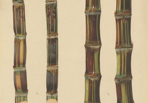 Antique Sugarcane Chromolithograph, Teboe Soerat Gempolkerap and Mangli, 1892, close-up 2