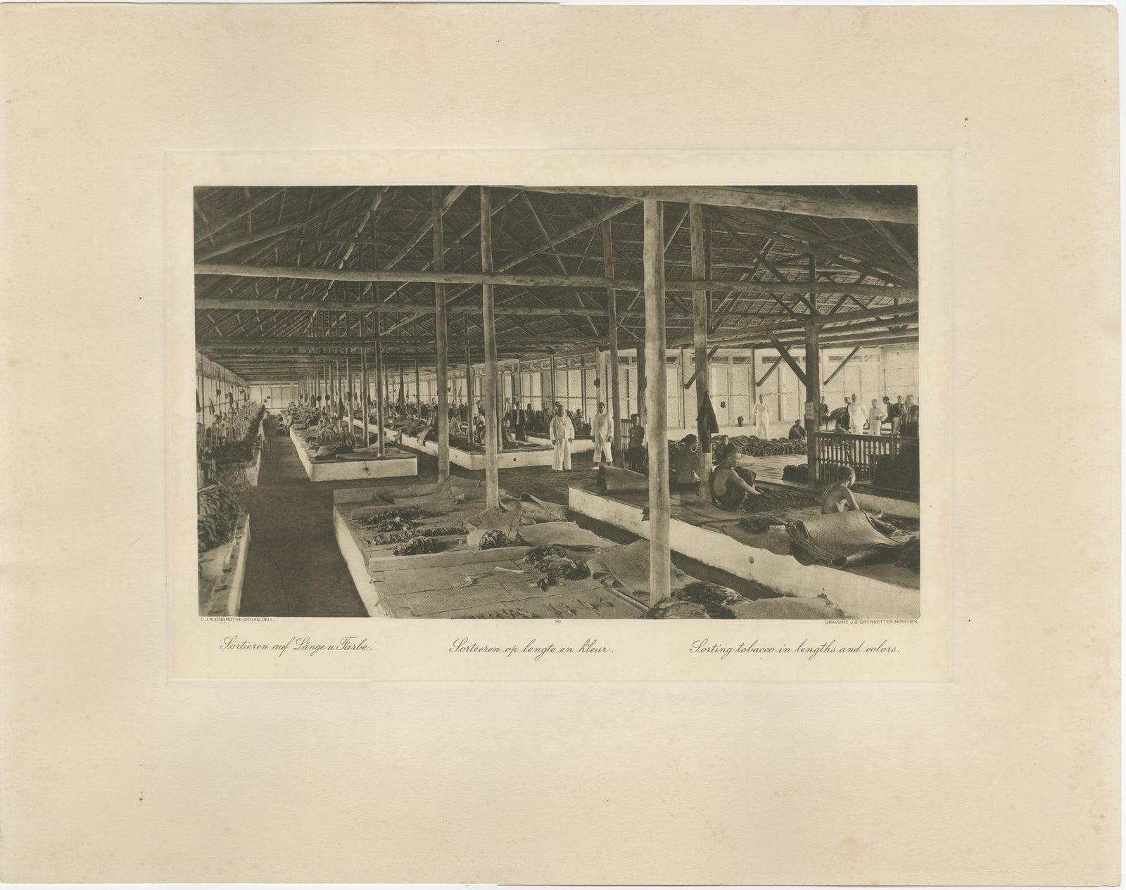 Sorting Tobacco in Lengths and Colors, Sumatra, Kleingrothe Photogravure c.1900