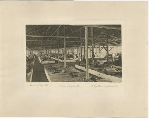 Sorting Tobacco in Lengths and Colors, Sumatra, Kleingrothe Photogravure c.1900