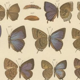 Rare Antique Butterfly Prints, Javanese Species, Set of Three Plates, 1908, close-up 1