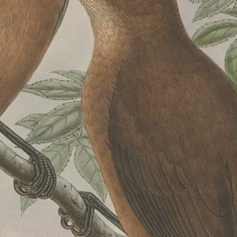 Antique Bird Print of the White-Billed Wood-Shrike of Papua by Gould, ca.1880, close-up 1