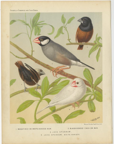 Antique Bird Print of the White-Headed Munia, Chesnut Munia and Java Sparrow, view 4