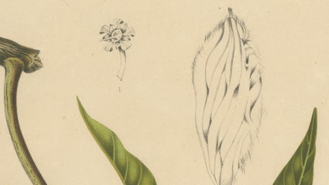 Antique Mango Botanical Chromolithograph by Hoola van Nooten, c. 1880, close-up 4