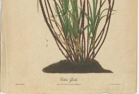Antique Sugarcane Chromolithograph, Teboe Goela Java, Meyn after Soltwedel 1892, close-up 2