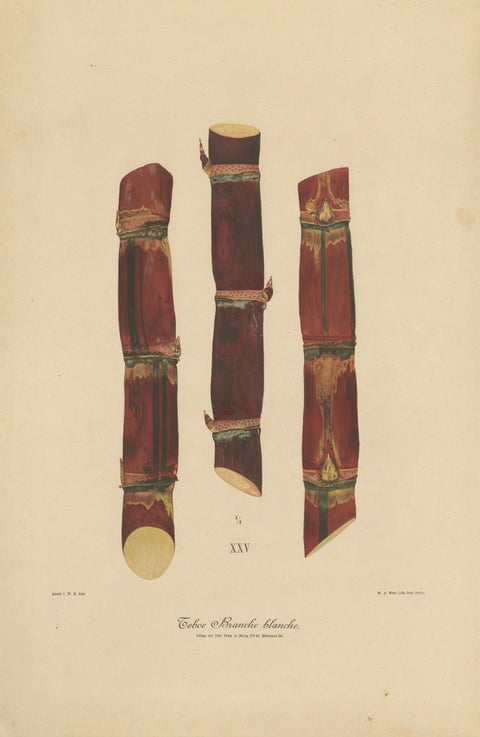 Antique Sugarcane Chromolithograph, Teboe Branche blanche, Java 1892, close-up 1