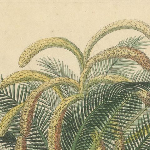 Antique Sago Palm Botanical Print, Copper Engraving, c.1831, close-up 5