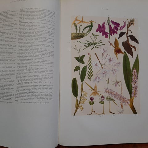The Mountain Flora of Java by Van Steenis '1972', view 5