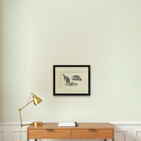 Antique Print of Kangaroo and a 'Javanese' Pangolin in Australia, c.1825, shown framed on a wall, true to size