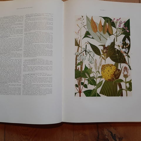 The Mountain Flora of Java by Van Steenis '1972', view 4