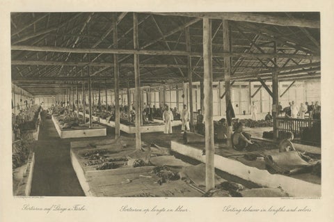 Sorting Tobacco in Lengths and Colors, Sumatra, Kleingrothe Photogravure c.1900, close-up 6