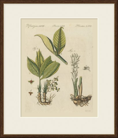 Zedoary and Grains of Paradise Spice Plants, Antique Bertuch Print, circa 1805, shown framed