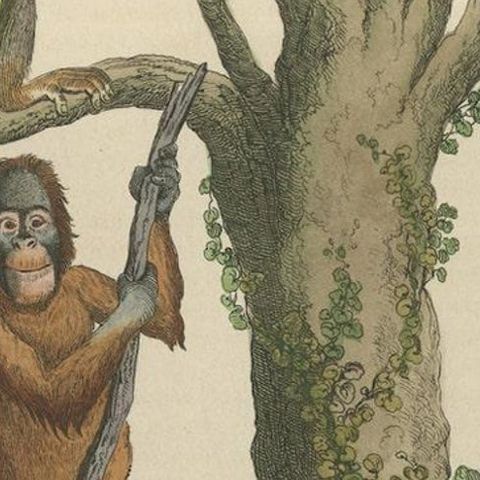 Old Print of a Red or Asiatic Orangoutan, Javan Silvery Gibbon and Green Monkey, close-up 4