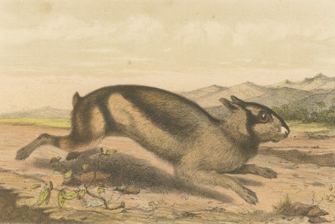 Sumatran Hare, Lepus Netscheri Schlegel, 19th Century Antique Lithograph, close-up 1