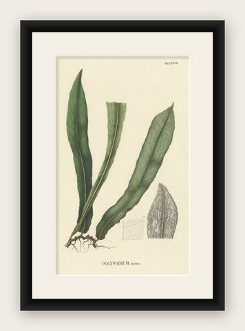 Lushly Handcolored Lithograph of Ferns of Indonesia (Polypodium), 1829, shown framed
