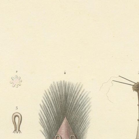 Antique Print of Artifacts from the Haven of Doreri, New Guinea, close-up 1