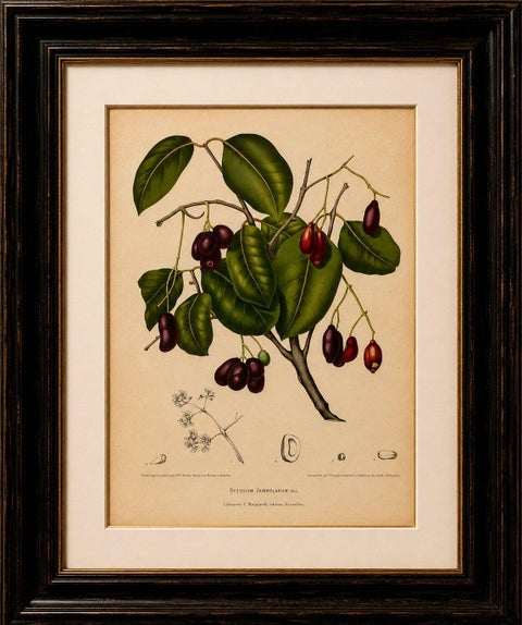 Antique Java Plum Botanical Chromolithograph by Hoola van Nooten, c. 1880, view 2