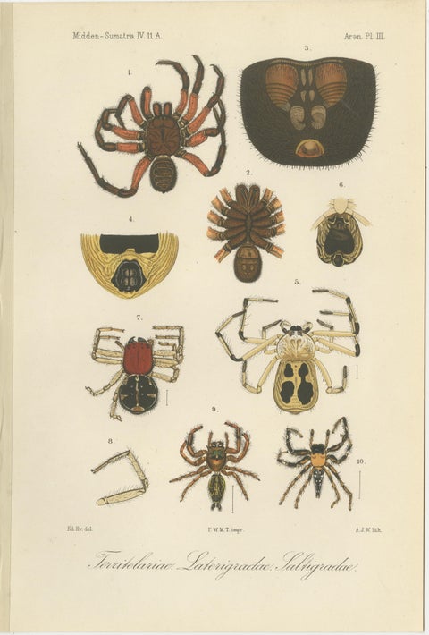 Antique Print of Sumatran Spiders, Mygalomorphs & Jumping Spiders, c.1887, view 2