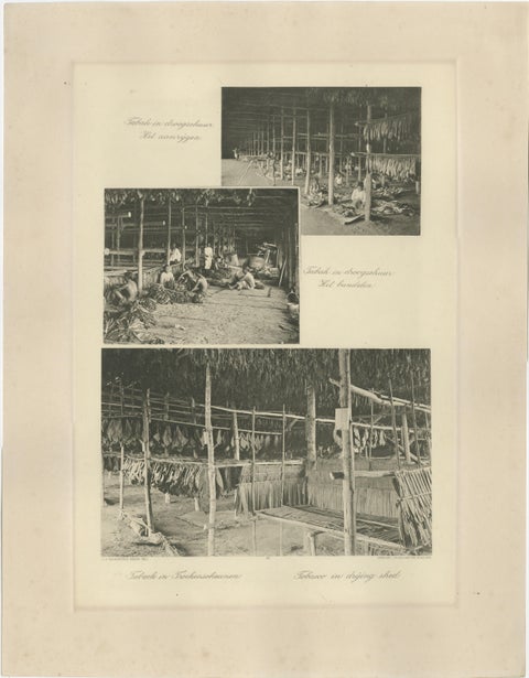 Sumatra Tobacco Cultivation & Drying Barns, Deli Estates Photographic Pair 1910, view 3