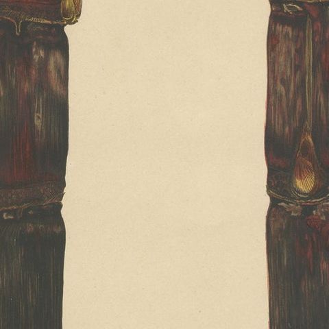 Antique Sugarcane Chromolithograph, Teboe Keong, Java 1892, close-up 5