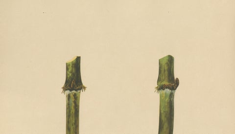 Antique Sugarcane Chromolithograph, Teboe Troeboe, Java 1892, close-up 3