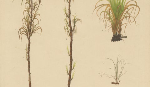 Antique Sugarcane Botanical Chromolithograph, Teboe Cheribon, Java 1892, close-up 2