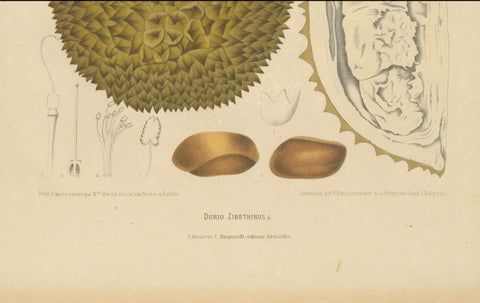 Antique Durian Botanical Chromolithograph by Hoola van Nooten, c. 1880, close-up 4