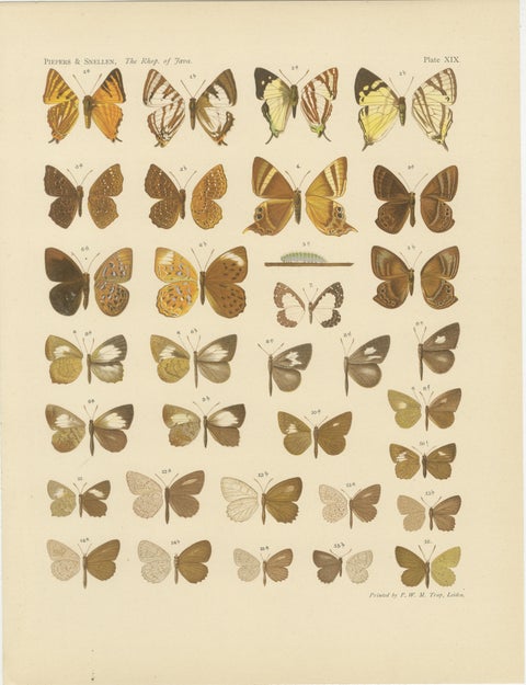 Javanese Butterflies, Three Antique Chromolithograph Plates, Java 1908 to 1910, view 2