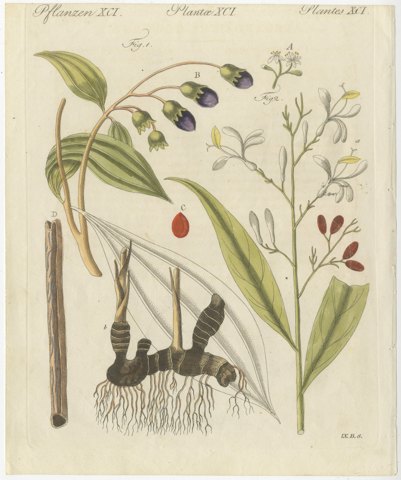 Cassia Cinnamon and Galangal Spices, Antique Bertuch Print, circa 1805, view 2
