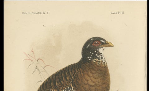 Antique Lithograph of Red-billed Hill Partridge by Keulemans, Sumatra c.1887, close-up 4