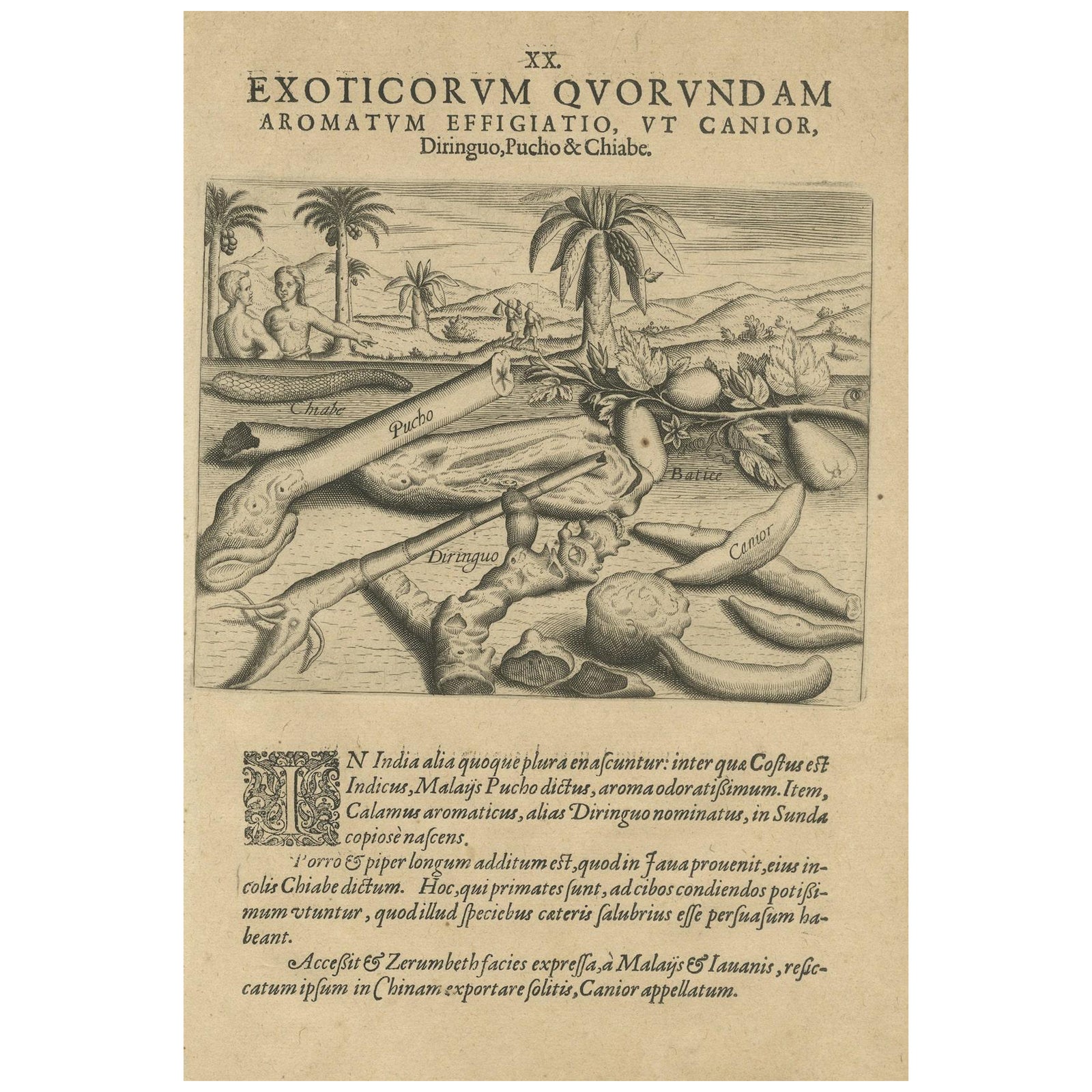 Aromatic Treasures of the Indies: The Enchanting Scents of De Bry’s Collection
