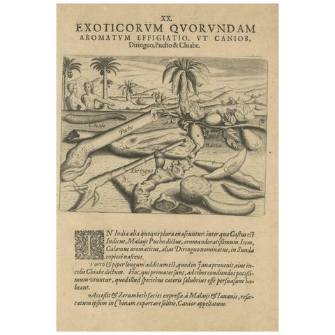 Aromatic Treasures of the Indies: The Enchanting Scents of De Bry’s Collection
