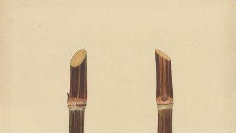 Antique Sugarcane Chromolithograph, Teboe Soerat Mauritius, Java 1892, close-up 4