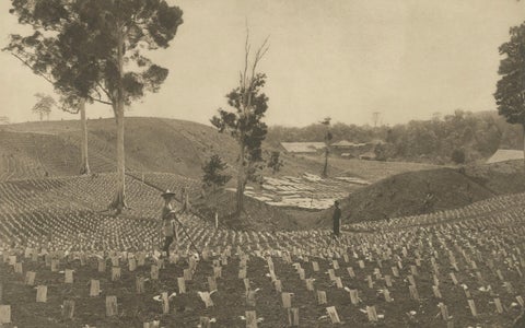 Young Tobacco Under Shade-Plants, Sungei Tatouk, C.J. Kleingrothe, ca. 1910, close-up 2