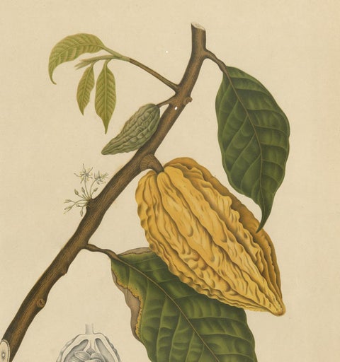Antique Botany Print of a White Cacao Tree by Van Nooten, circa 1875, view 3