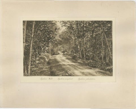 Set of 3 Antique Photogravures of Sumatra Plantations, Deli, Medan Region, 1900, view 3